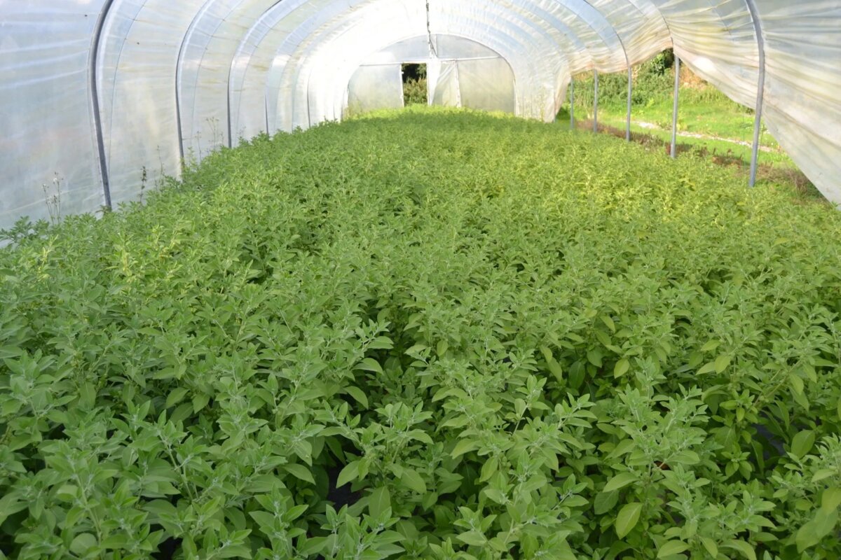 Cultiver l'ashwagandha en Bretagne !