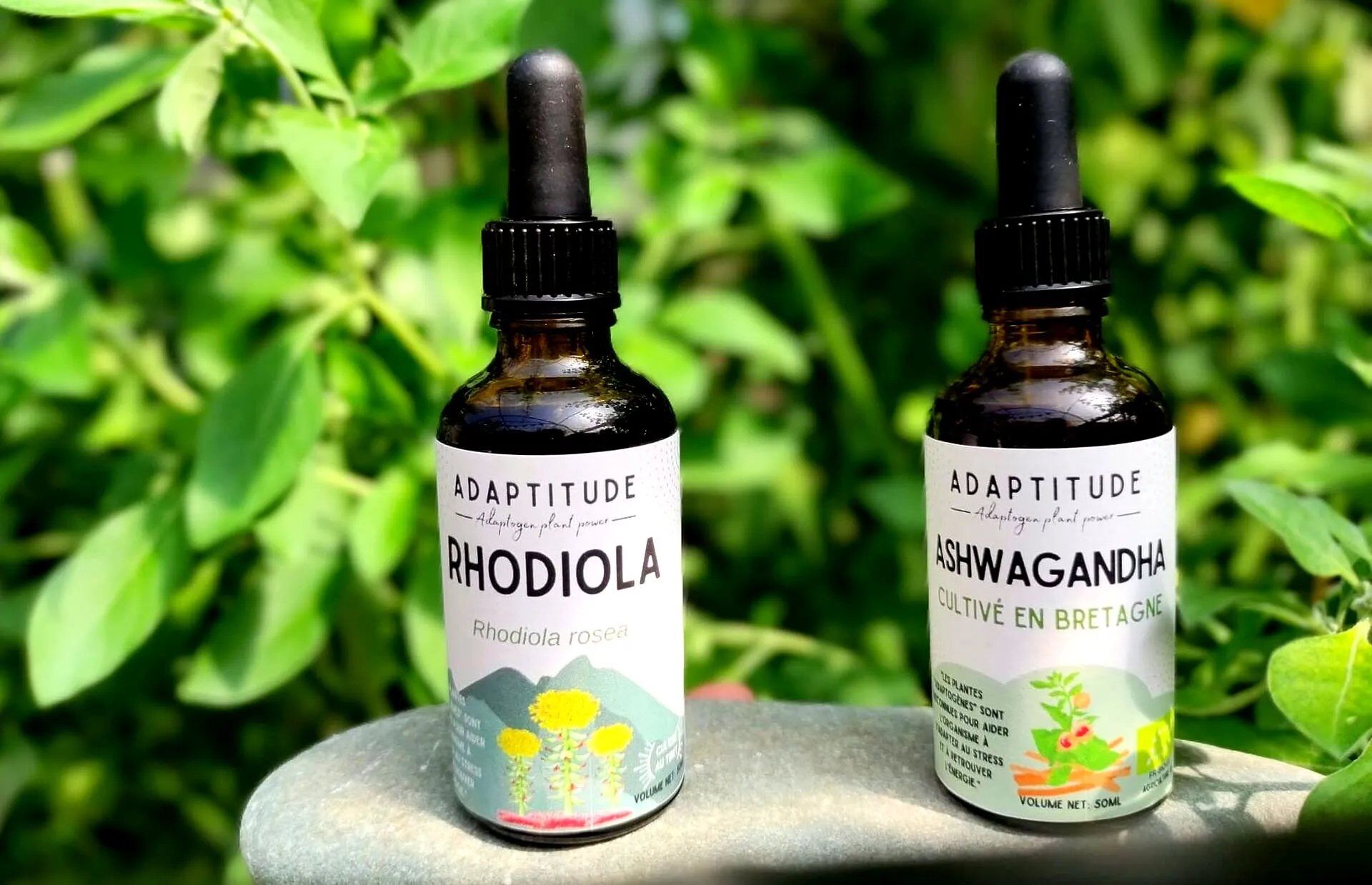 Ashwagandha ou Rhodiola, laquelle choisir ?