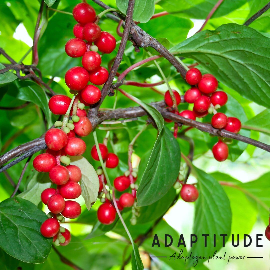 Pourquoi intégrer le schisandra dans votre quotidien ?