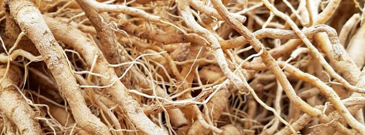L'ashwagandha, une plante médicinale ayurvédique !