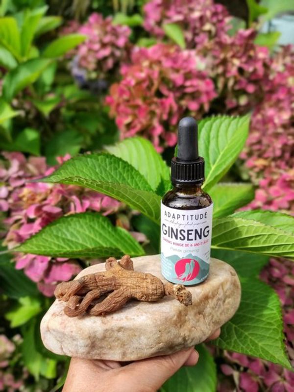Ginseng rouge : bienfaits, histoire et usage moderne