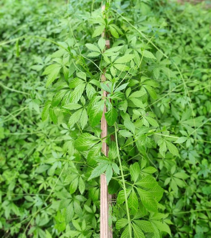 Le jiaogulan, une plante adaptogène ancestrale