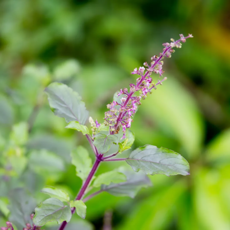 Tulsi basilic sacré